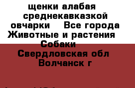 щенки алабая ( среднекавказкой овчарки) - Все города Животные и растения » Собаки   . Свердловская обл.,Волчанск г.